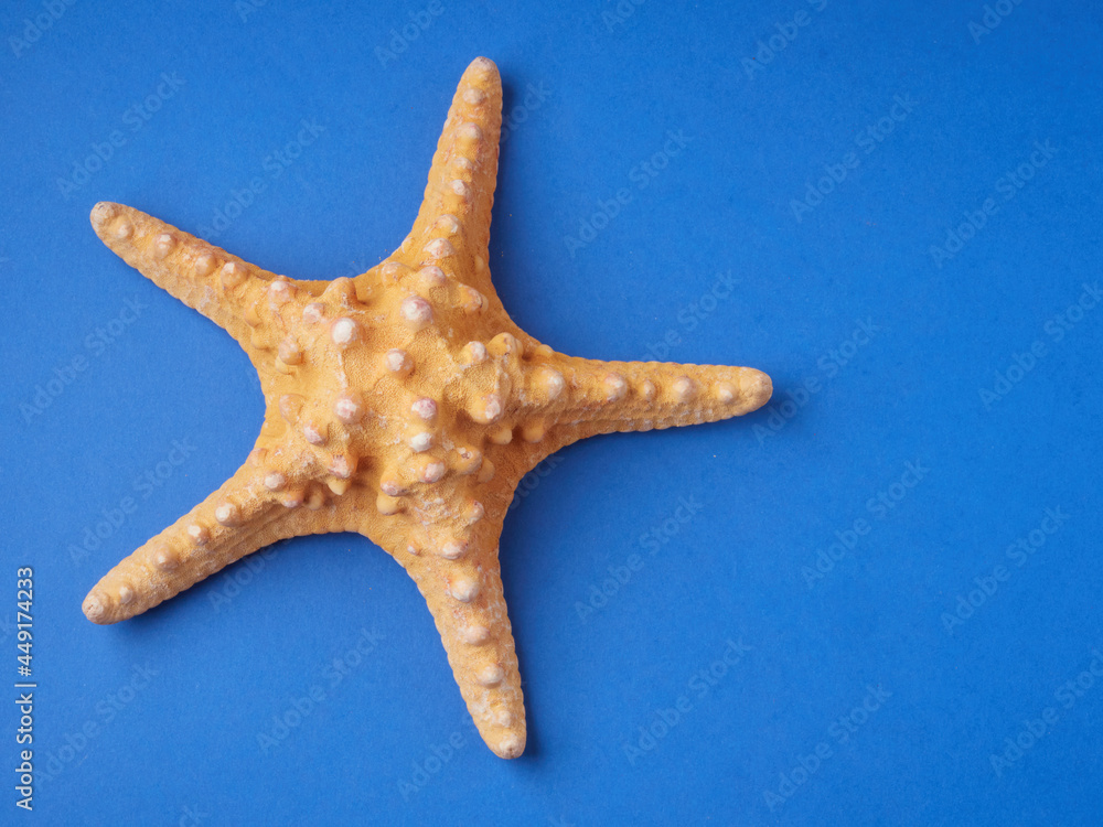 High viewing angle, panoramic view of starfish and a lot of shells, on a blue background High viewing angle, panoramic view of starfish and a lot of shells, on a blue background