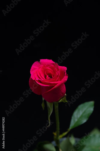 Wallpaper Mural red rose on black Torontodigital.ca