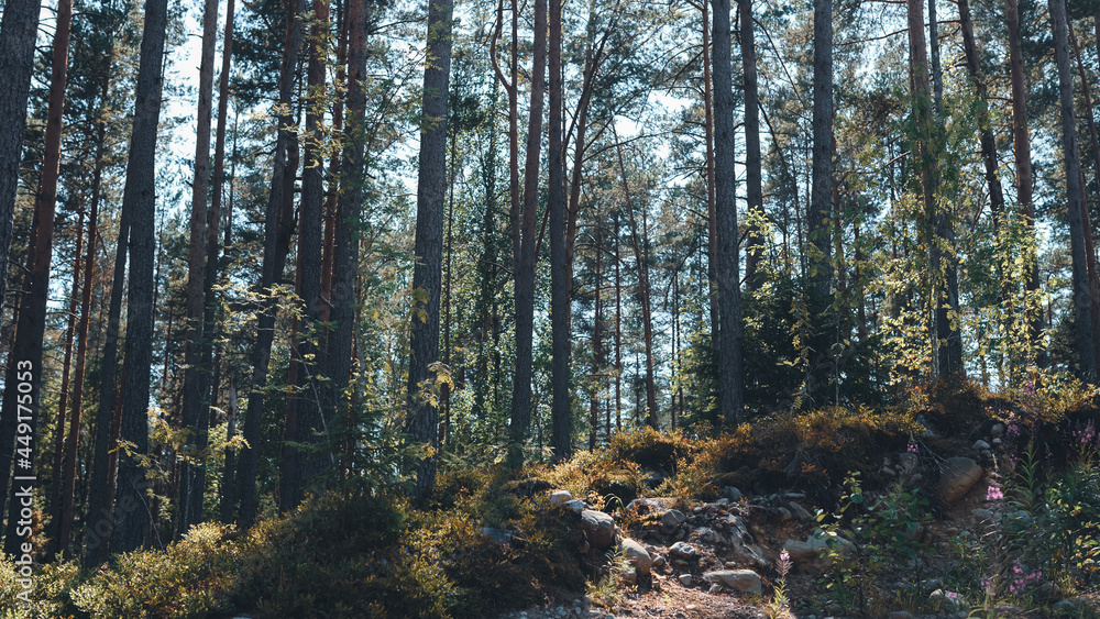 forest in the morning