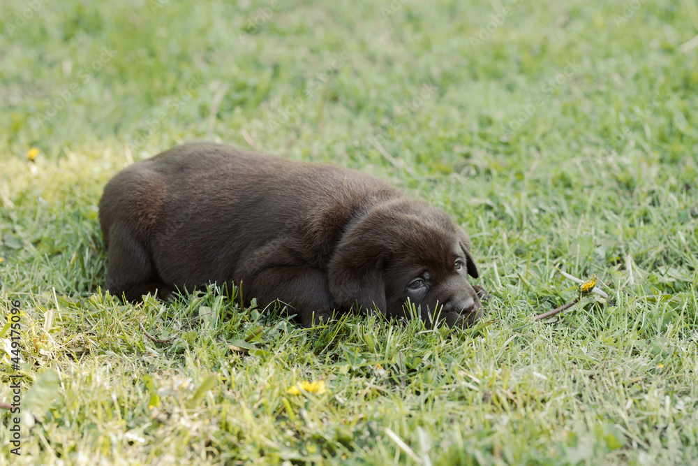 Cute labrador puppy walks in park Cute labrador puppy walks in park