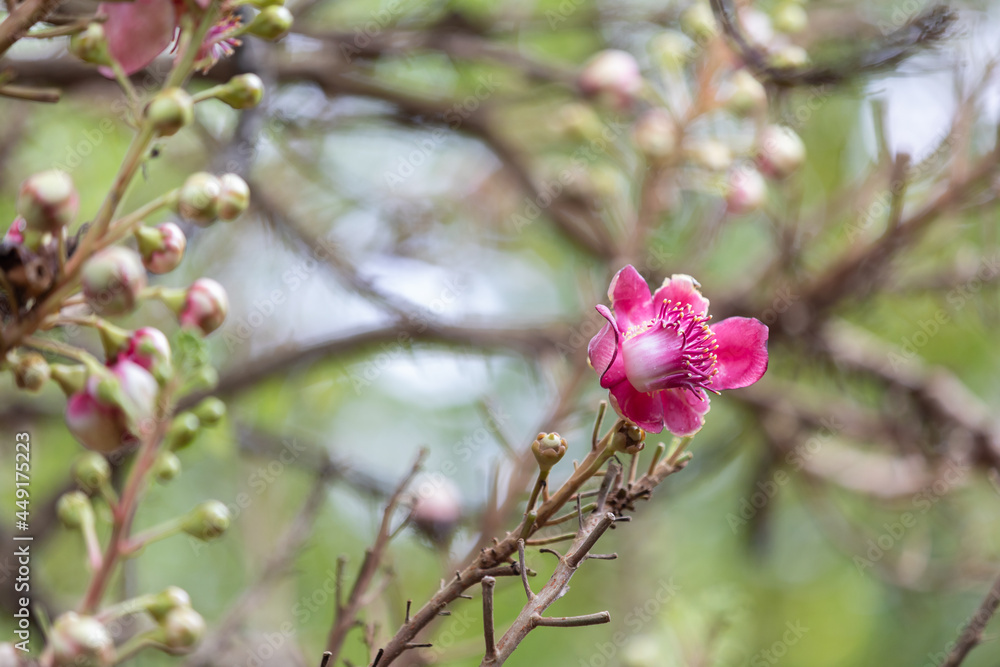 Sallangka flowers are often found in temples in Thailand