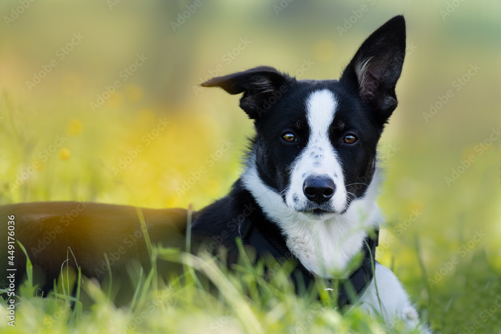 Fototapeta premium Hütehund schwarz-weiß