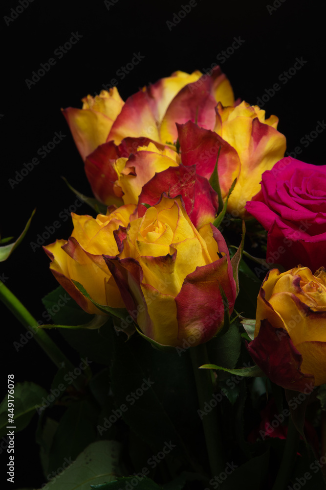 Fototapeta premium yellow and red rose
