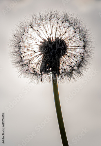 Blossom Of Dandelion  Taraxacum Officinale  With Ripe Seeds Ready To Disseminate