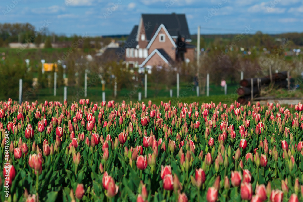 Spring background with pink tulips flowers. beautiful blossom tulips field. spring time. banner, copy space