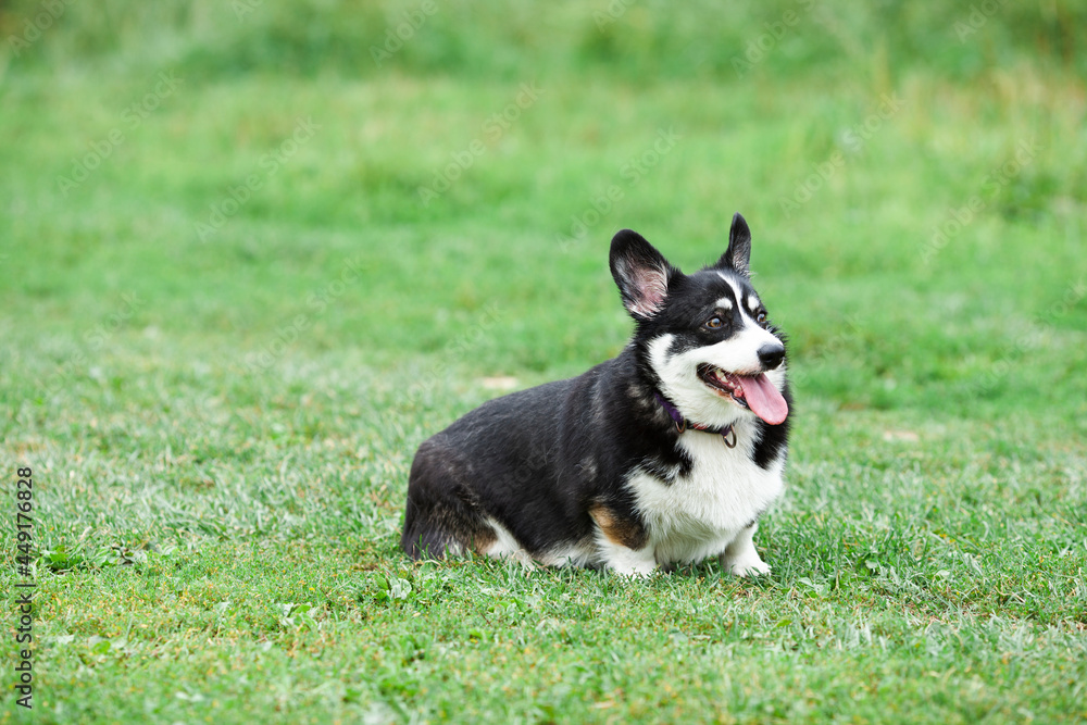 Corgi dog in the park, toys, accessories. Concept pet care, playing and training. Blurred background. Space for a text.