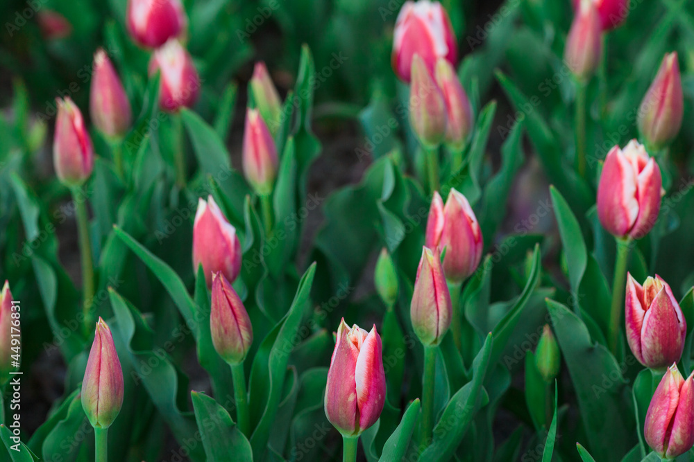 Spring background with pink tulips flowers. beautiful blossom tulips field. spring time. banner, copy space