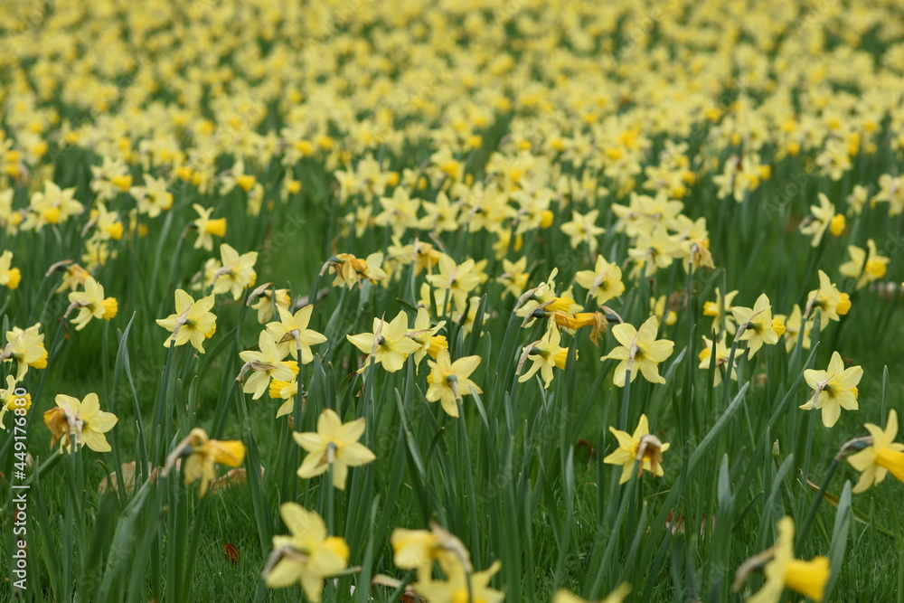 Fototapeta premium field of daffodils