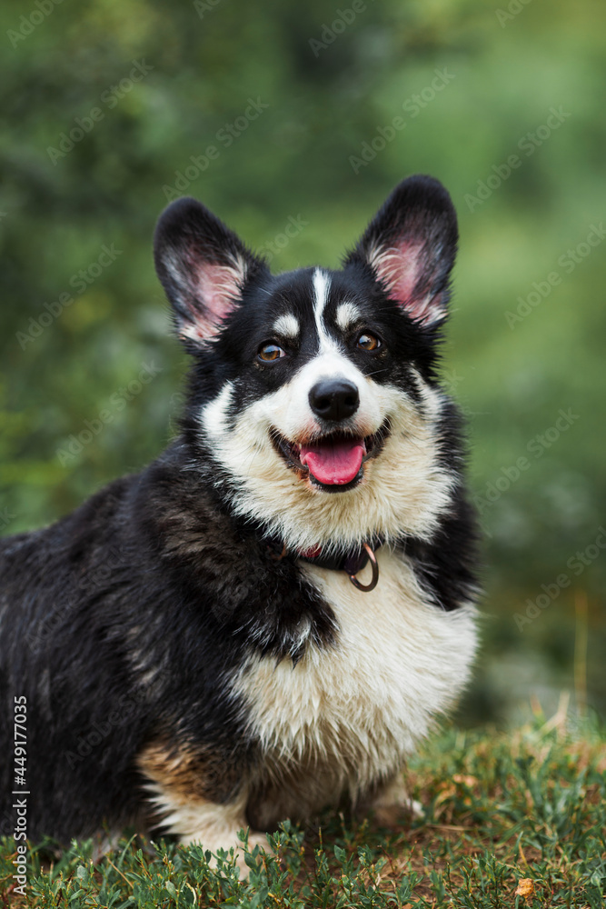 Corgi dog in the park, toys, accessories. Concept pet care, playing and training. Blurred background. Space for a text.