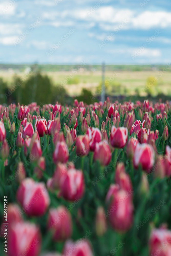 Spring background with pink tulips flowers. beautiful blossom tulips field. spring time. banner, copy space
