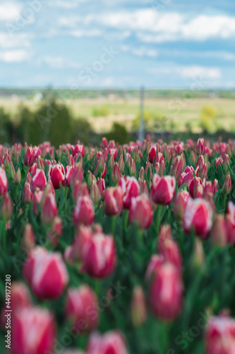 Obraz na płótnie Spring background with pink tulips flowers. beautiful blossom tulips field. spring time. banner, copy space
w salonie