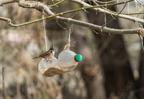 portrait of a chingolo in a plastic trough from recycled bottle photo