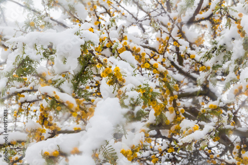 branch of Vachellia caven shrub with yellow flowers covered by snow photo