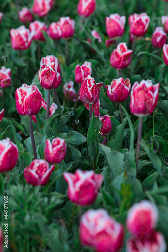 Obraz na płótnie Spring background with pink tulips flowers. beautiful blossom tulips field. spring time. banner, copy space
w salonie