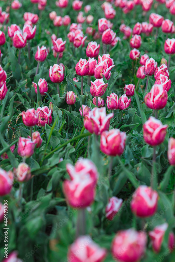 Spring background with pink tulips flowers. beautiful blossom tulips field. spring time. banner, copy space