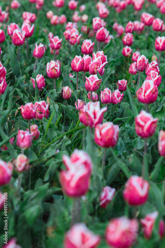 Obraz na płótnie Spring background with pink tulips flowers. beautiful blossom tulips field. spring time. banner, copy space
w salonie