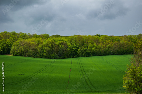 Green Stormy Field
