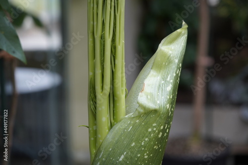 New shoot of Amorphophallus titanum, the titan arum, is a flowering plant with the largest unbranched inflorescence in the world. Araceae family. photo