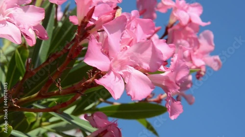 The pink flowers of Oleander sway in the wind against the blue sky. Flowering bush Oleander ordinary. A beautiful tropical plant. Ornamental plants in the garden.