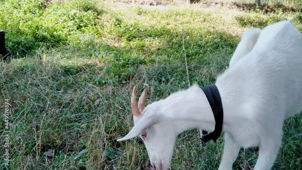 Funny adult white goat with horns looks at the camera with interest. Goat licks on background of green grass and pond. Rural animals concept. Farm animals on pasture.