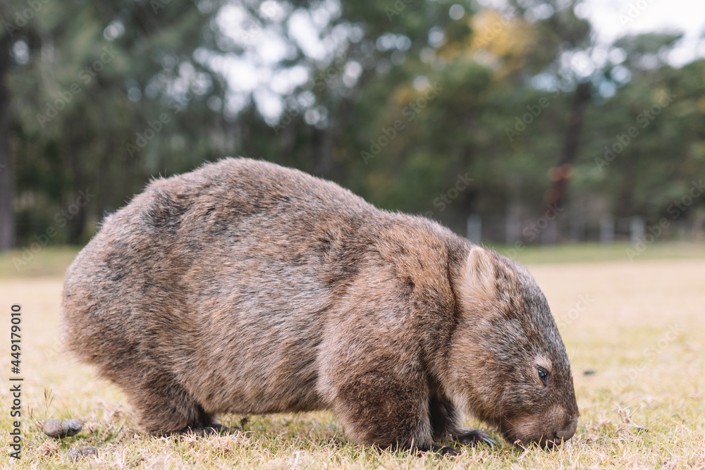 Common Wombat eating grass in a field. Common Wombat eating grass in a field.