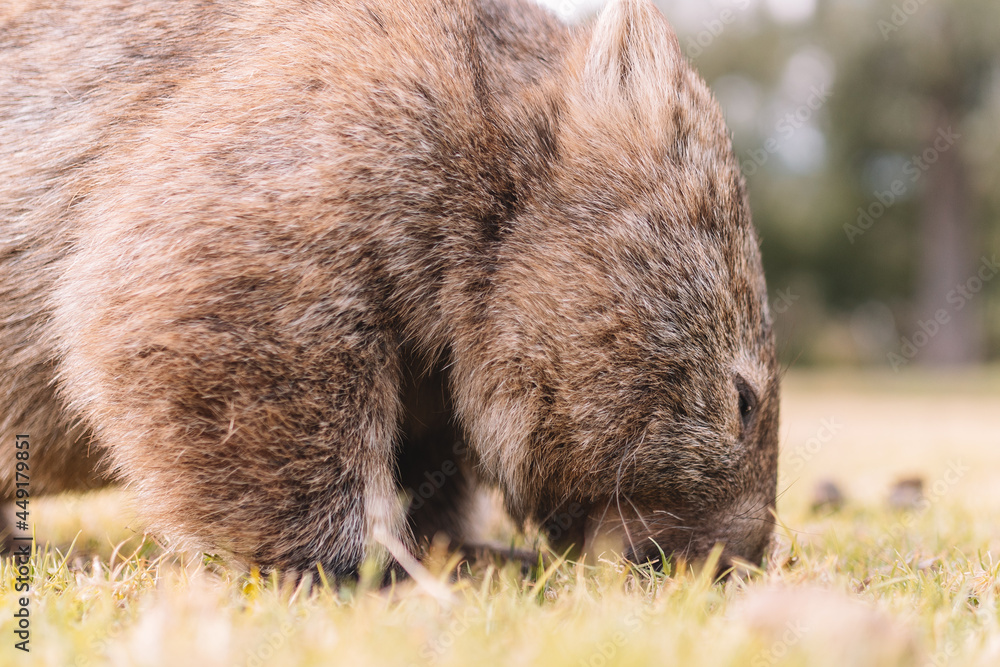 Common Wombat eating grass in a field. Common Wombat eating grass in a field.