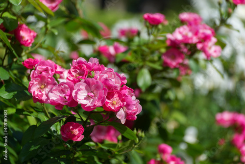 Beautiful roses bush in the summer garden. Floral background with fresh red roses against green foliage.