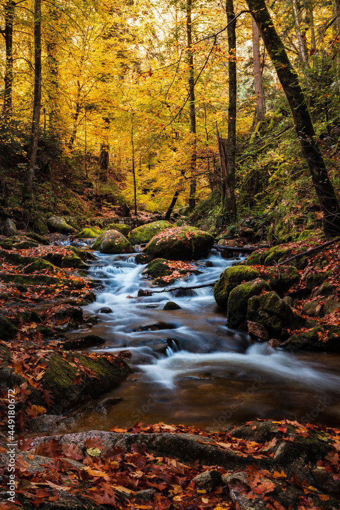 Herbstwald