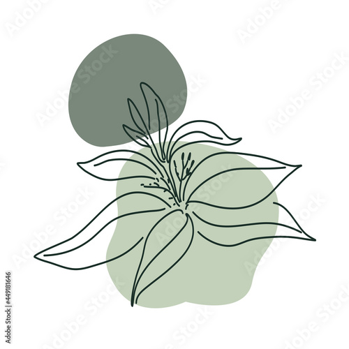 Andrographis paniculata herb illustration design of vector.