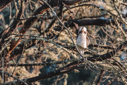 Australian bird, Laughing Kookaburra in a tree.