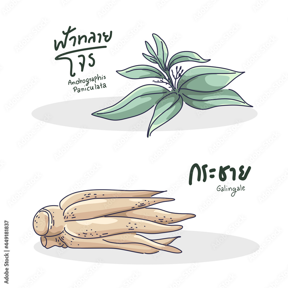 Φωτογραφία Andrographis paniculata and Boesenbergia rotunda Illustration design of vector