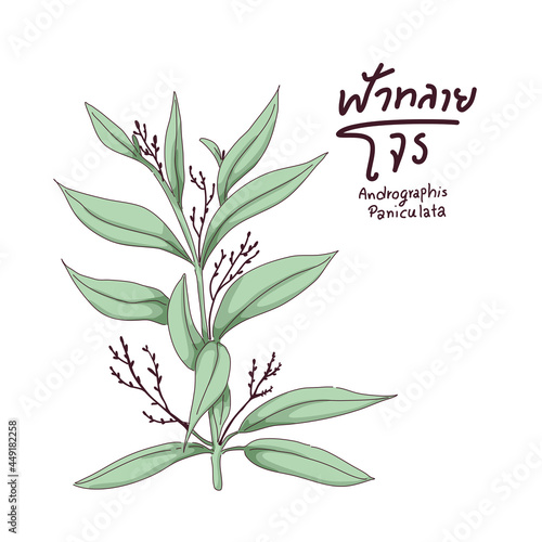 Andrographis paniculata herb illustration design of vector.