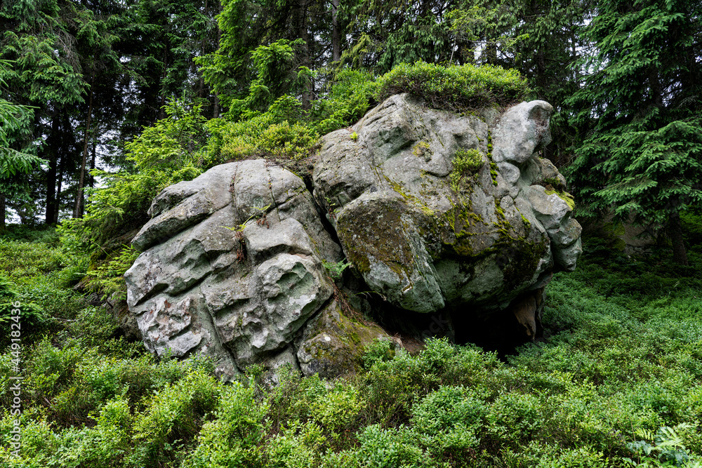 Stones overgrown with moss lie in a pine forest Stones overgrown with moss lie in a pine forest