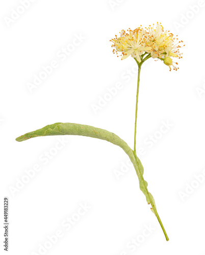 Fresh linden flower on white background