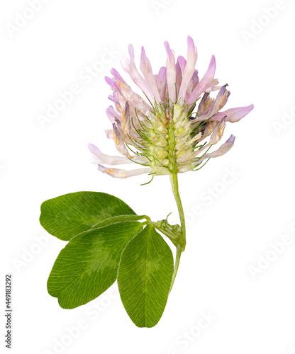 Clover flower isolated on white background