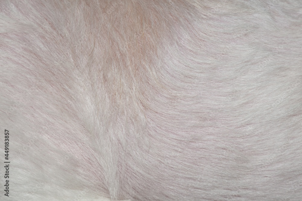 abstract white fur texture background abstract white fur texture background