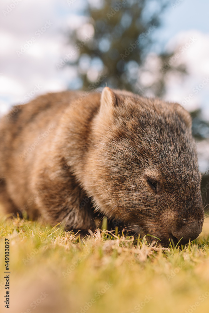 Common Wombat eating grass in a field. Common Wombat eating grass in a field.