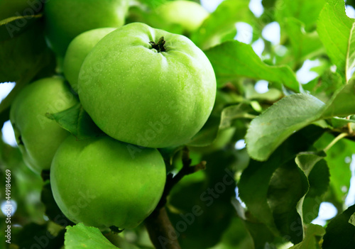 organic farm, farming and harvesting concept. Green apples hanging from a tree branch in an orchard, close up