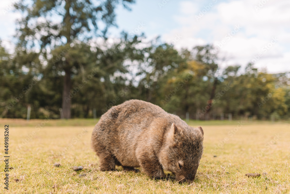 Common Wombat eating grass in a field. Common Wombat eating grass in a field.