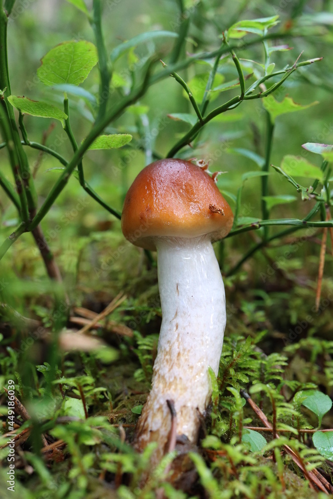 mushrooms in the forest mushrooms in the forest