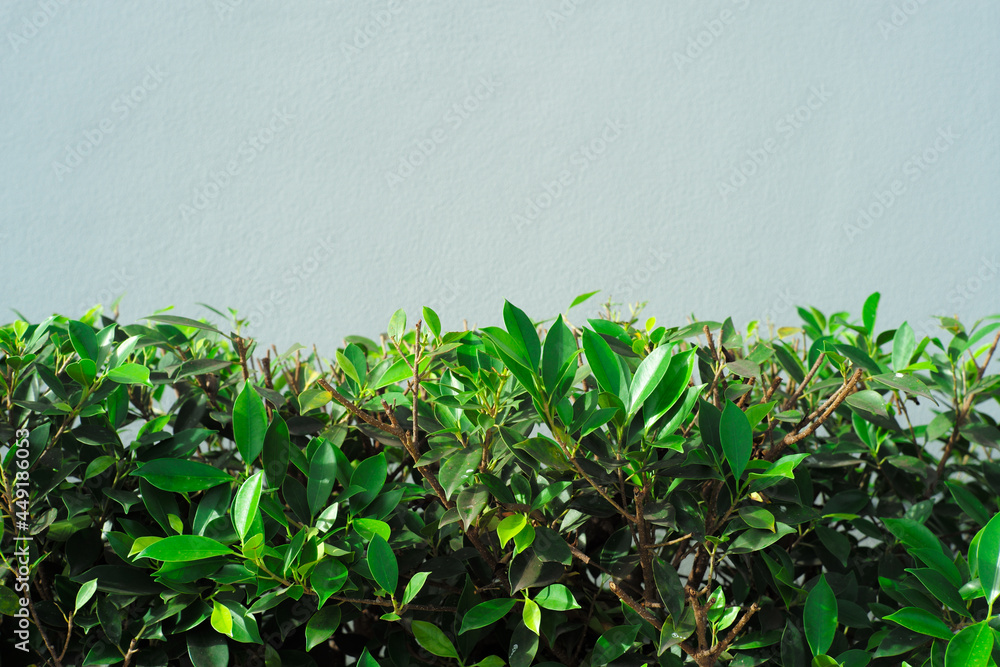 Obraz premium Closeup green leaves of bush with gray wall in background