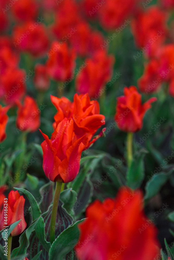 Spring background with red tulips flowers. beautiful blossom tulips field. spring time. banner, copy space