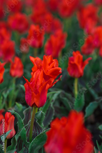 Obraz na płótnie Spring background with red tulips flowers. beautiful blossom tulips field. spring time. banner, copy space
w salonie