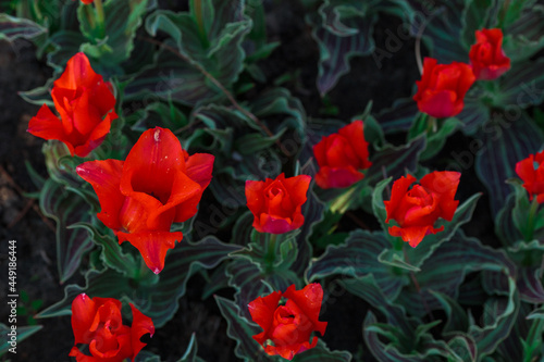 Obraz na płótnie Spring background with red tulips flowers. beautiful blossom tulips field. spring time. banner, copy space
w salonie
