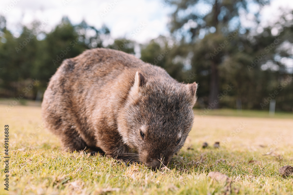 Common Wombat eating grass in a field. Common Wombat eating grass in a field.