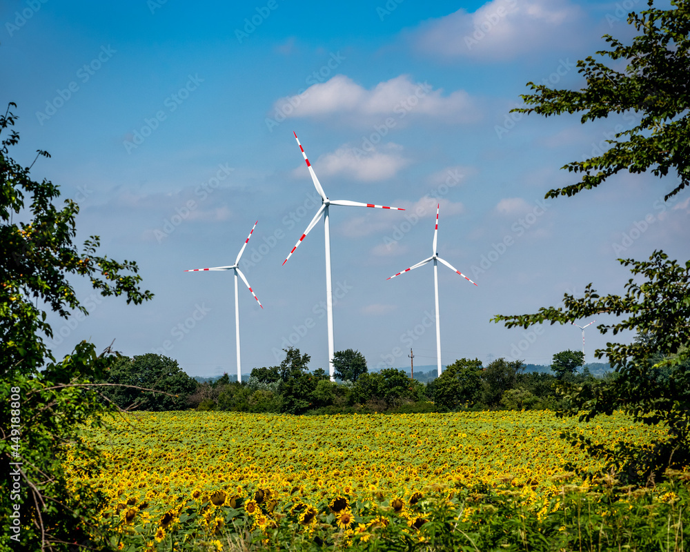 Wind turbines and sunflower field in front
