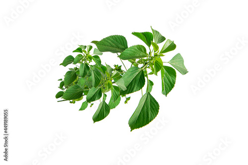 Acalypha indica with white background, is used as a traditional medicine used for numerous  health  photo