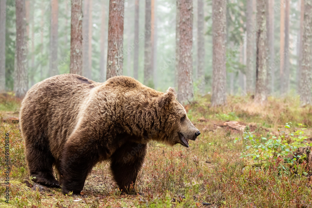 Very large wild omnivorous animal, Brown bear, Ursus arctos walking in coniferous forest on a foggy morning in Finland, Northern Europe Very large wild omnivorous animal, Brown bear, Ursus arctos walking in coniferous forest on a foggy morning in Finland, Northern Europe