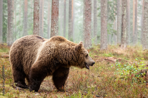 Very large wild omnivorous animal, Brown bear, Ursus arctos walking in coniferous forest on a foggy morning in Finland, Northern Europe