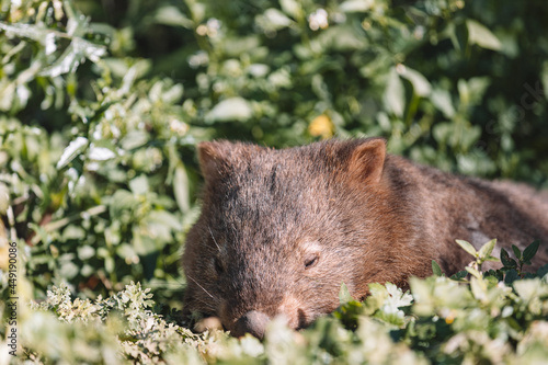 Common Wombat eating grass in a field.